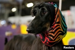 Abbs, an Afghan Hound, competed at the 2014 Westminster Kennel Club Dog Show in New York, 2014. (REUTERS/Shannon Stapleton)