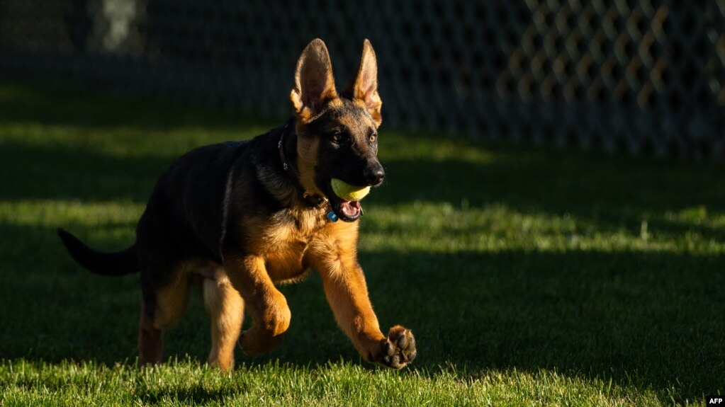 Joe Biden’s New Dog (But No Cat Yet)