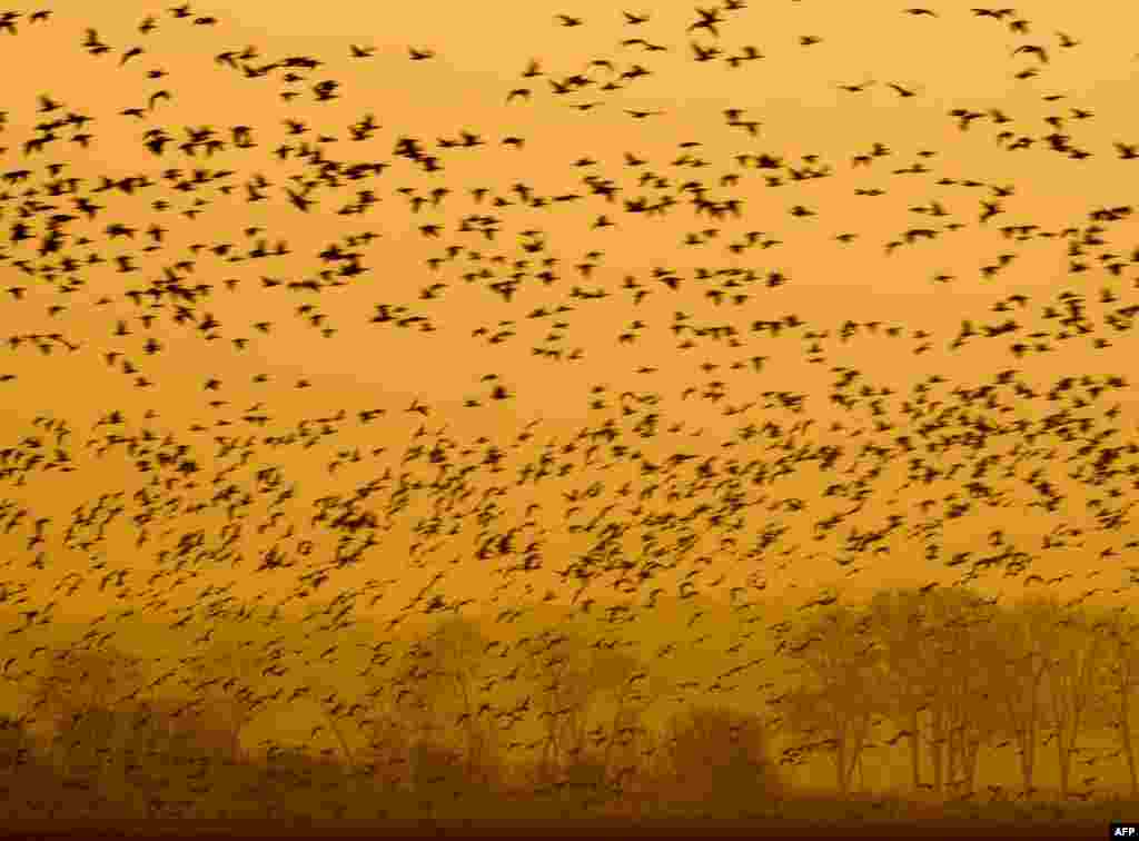 A flock of brant geese (branta bernicla) flies over a field near Altfriedland, eastern Germany.