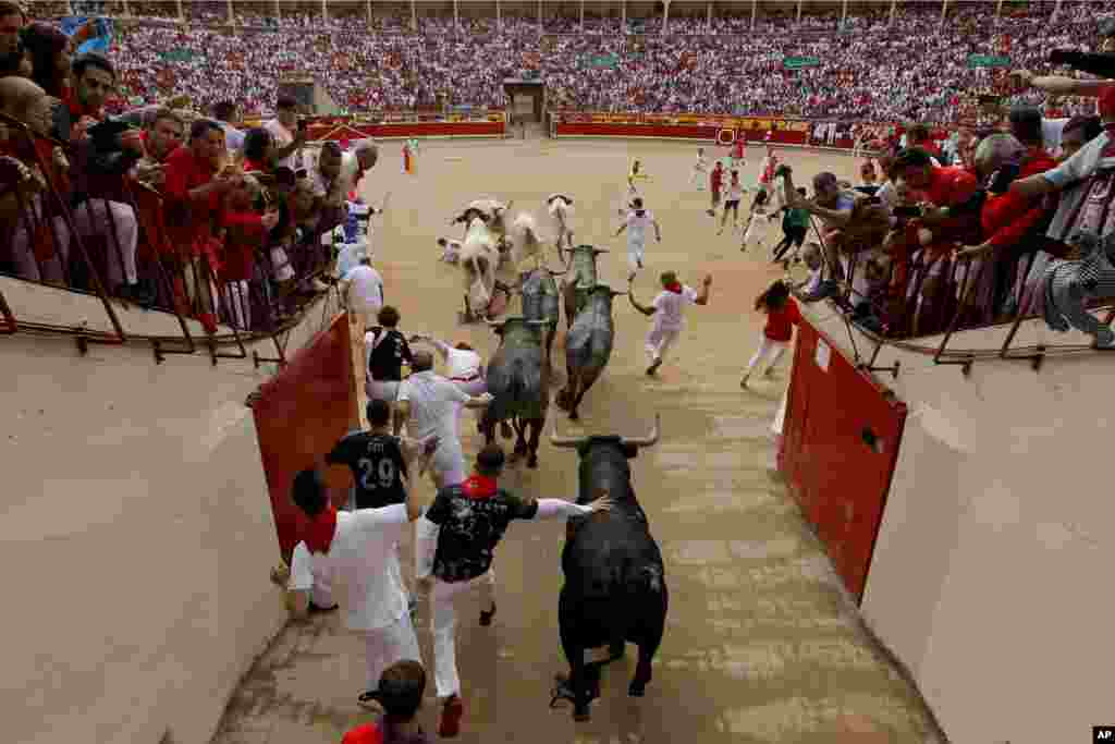 در ادامه فستیوال گاو های وحشی در شمال اسپانیا، آنها را در ورزشگاهی رها کرده اند. هزاران نفر تماشاگر تقلای آنها و گاوبازها هستند.&nbsp;