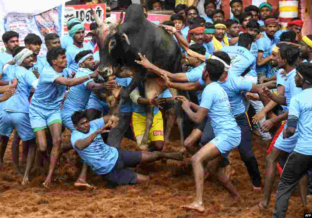 Para peserta mencoba mengendalikan seekor banteng liar pada acara tahunan &#39;Jallikattu&#39; atau menjinakkan banteng di desa Palamedu, pinggiran Madurai, negara bagian Tamil Nadu, India selatan.