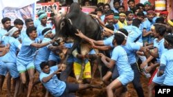 Para peserta festival Jallikattu berusaha untuk mengendalikan seekor banteng di desa Palamedu, pinggiran kota Madurai, di negara bagian Tamil Nadu sebelah selatan, 16 Januari 2019 (foto: Arun Sankar/AFP)
