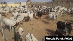 Yan Bindiga Barayin Shanu A Zamfara