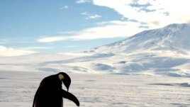 FILE - A foraging Emperor penguin preens on snow-covered sea ice around the base of the active volcano Mount Erebus, near McMurdo Station, the largest U.S. Science base in Antarctica, December 9, 2006. REUTERS/Deborah Zabarenko