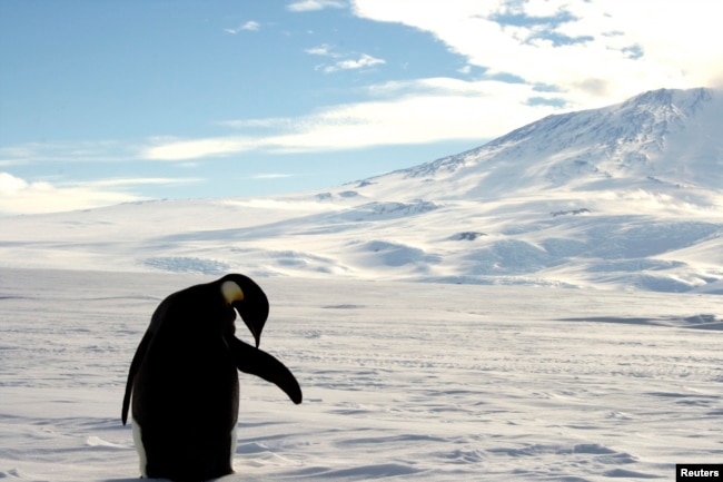 FILE - A foraging Emperor penguin preens on snow-covered sea ice around the base of the active volcano Mount Erebus, near McMurdo Station, the largest U.S. Science base in Antarctica, December 9, 2006. (REUTERS/Deborah Zabarenko)