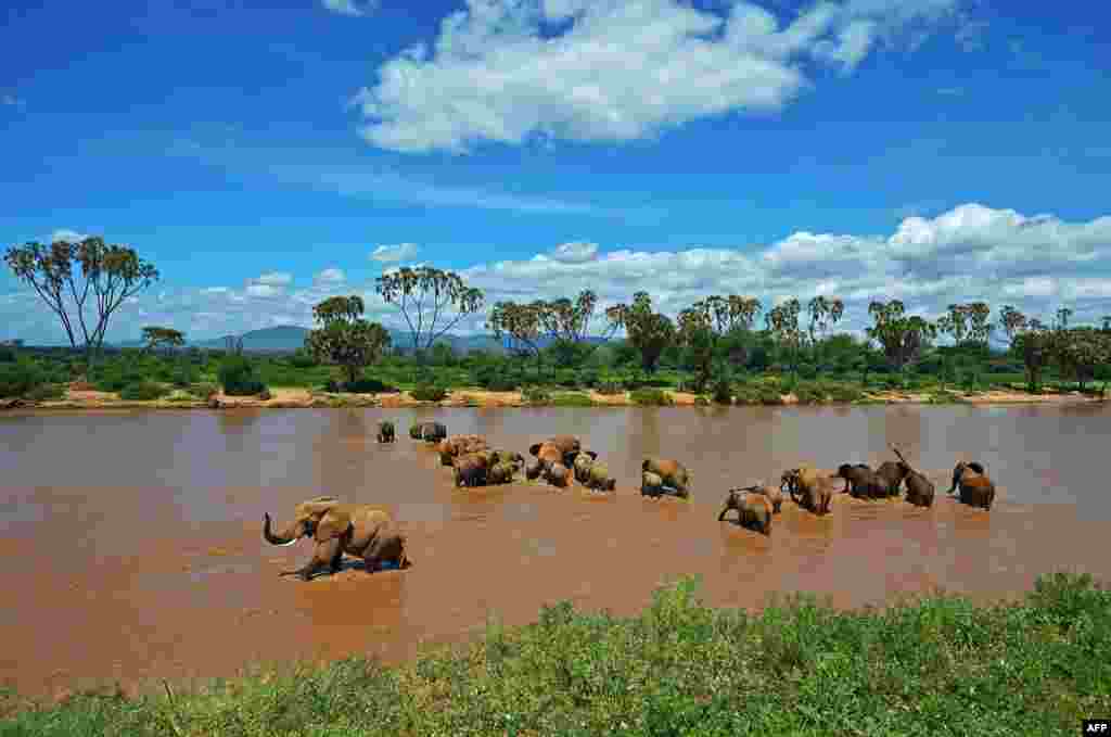 Gajah-gajah menyeberangi sungai Nyiro Ewaso di taman nasional Samburu, Kenya.
