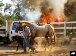 Jimmy Romo, 73, leads the horses leaving his ranch as a wildfire is burning in Azusa, California, June 20, 2016.