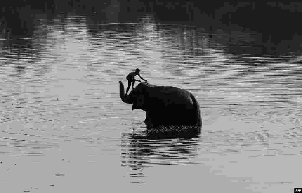 Seorang pawang India memandikan gajahnya di sungai Yamuna, New Delhi.