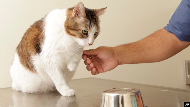 In this Tuesday, Aug. 21, 2012 photo, a cat lifts his left leg during a right-handed-left-handed test performed at the Los Angeles County Animal Care Control Carson Shelter in Gardena, Calif. (AP Photo/Damian Dovarganes)