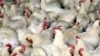 美国WTO胜诉 中国重新审查对美鸡肉关税