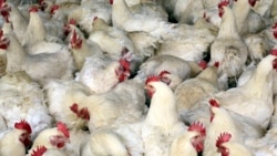 Cri d'alarme des éleveurs et vendeurs de poulets camerounais
