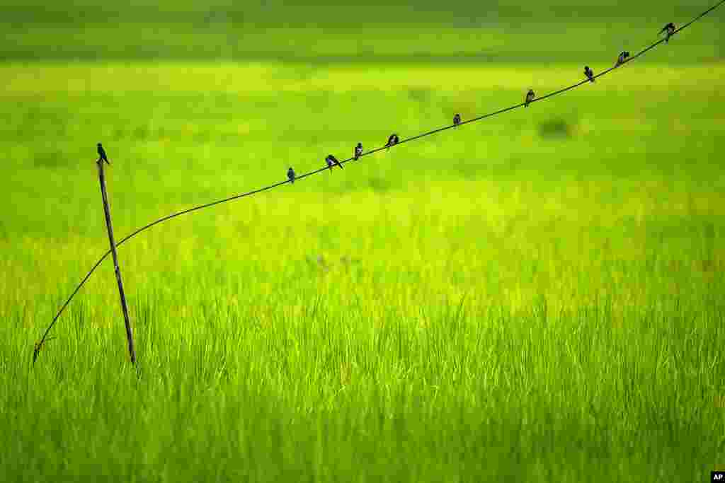 Birds sit on a wire in a field at Moronga village, along the Assam-Meghalaya state border, India.