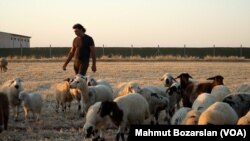 Syrian farmer in Turkey - 3
