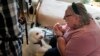 Eileen Nagle (79), berbicara dengan Zeus, seekor anjing jenis bichon frise yang mengunjunginya di panti wreda The Hebrew Home di Riverdale, New York, 9 Desember 2020. (AP/Seth Wenig)