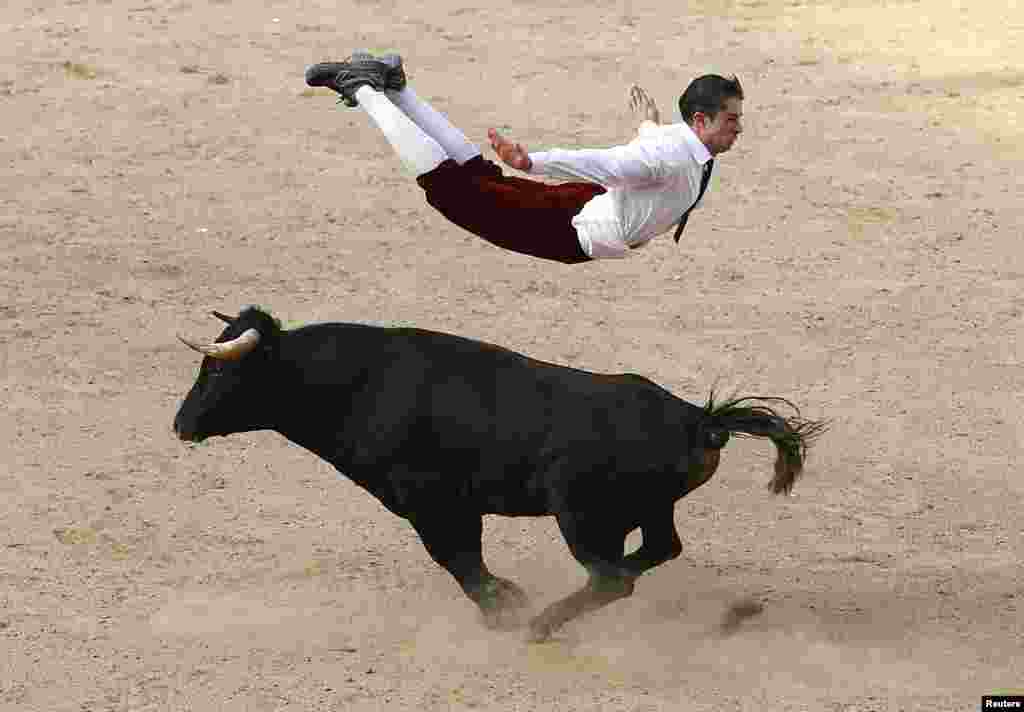 A Spanish recortador jumps over a bull during a show in Cali, Colombia, Dec. 21, 2014.