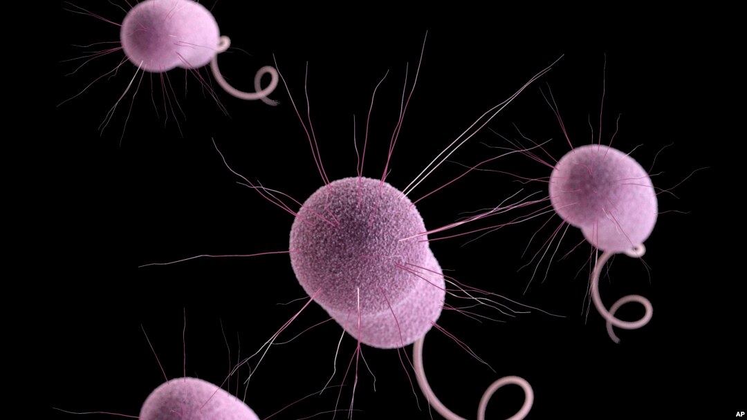 Na ilustraciji Centara za kontrolu i prevenciju bolesti vidi se bakterija Pseudomonas aeruginosa, koja može da razvije otpornost prema antibioticima. 