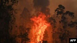 FILE - A fire rages in Bobin, 350km north of Sydney on November 9, 2019, as firefighters try to contain dozens of out-of-control blazes that are raging in the state of New South Wales. 