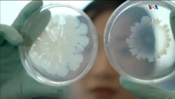 اخبار شامگاهی