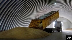 Розвантаження зерна у зерносховищі містечка Згурівка, Україна, 9 серпня 2022 року. AP Photo/Efrem Lukatsky