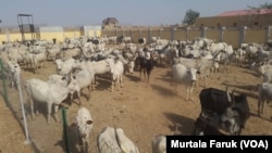 Yan Bindiga Barayin Shanu A Zamfara