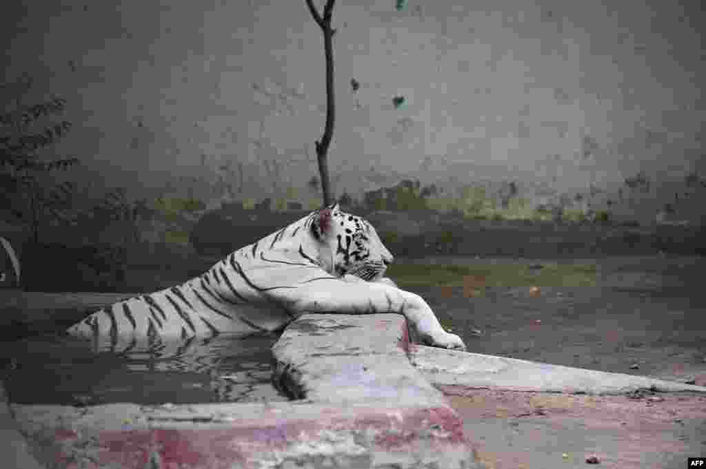 An Indian white tigress rests in a pond in an enclosure during a hot day at the Kamla Nehru Zoological Park in Ahmedabad, May 26, 2018.