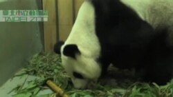 圓圓在台灣順利誕下小熊貓