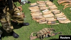 With the increases in price, demand of ivory in South-East Asian countries, Kenya Wildlife Service says poaching activities have increased to the highest ever recorded loss in a single year of 384 elephants and 19 rhinos in 2012, January 16, 2013.