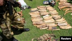 肯尼亞野生動物保護人員1月26日搜獲大量象牙。