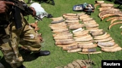 Pasukan perlindungan alam liar Kenya menyita gading-gading gajah. (Foto: Dok)