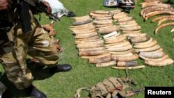 Kenya Wildlife Service says poaching activities have increased to the highest ever recorded loss in a single year in 2012, as price, demand of ivory in South-East Asian countries increase, January 16, 2013.