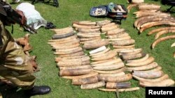 With the increases in price, demand of ivory in South-East Asian countries, Kenya Wildlife Service says poaching activities have increased to the highest ever recorded loss in a single year of 384 elephants and 19 rhinos in 2012, January 16, 2013.