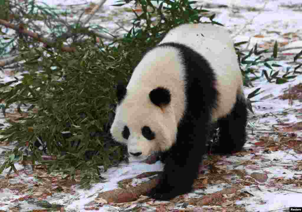 Pero no sólo los habitantes y visitantes de Washington podrán verlos. Una Panda Cam mostrará en vivo a estos dos increíbles animales doce horas al día, de 7 de la mañana a 7 de la noche. &nbsp; &nbsp; 