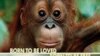 Documentary 'Born To Be Wild' Spotlights Orphan Wildlife Projects