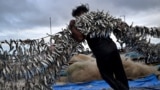 Fishermen unload their catch from a traditional boat at Kedonganan beach, Badung regency on the resort island of Bali, Indonesia, Jan. 12, 2025.