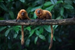 FILE - Golden lion tamarins sit on a tree branch in the Atlantic Forest in Silva Jardim, state of Rio de Janeiro, Brazil, April 15, 2019.