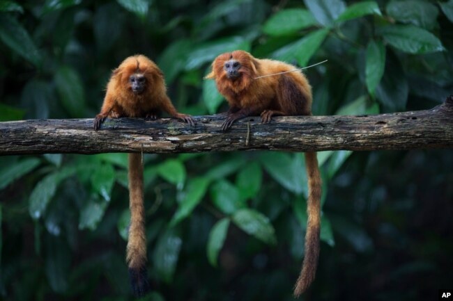 FILE - Golden lion tamarins sit on a tree branch in the Atlantic Forest in Silva Jardim, state of Rio de Janeiro, Brazil, April 15, 2019.