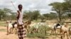 To Survive, Herders Become Farmers in Northern Kenya 