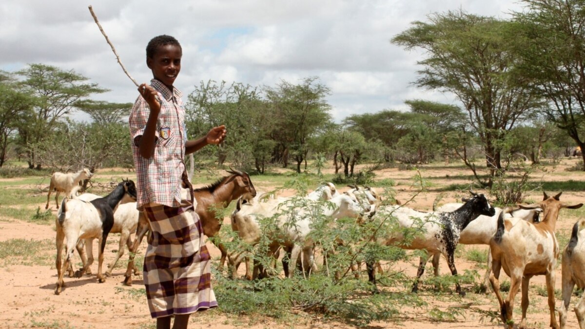 to-survive-herders-become-farmers-in-northern-kenya