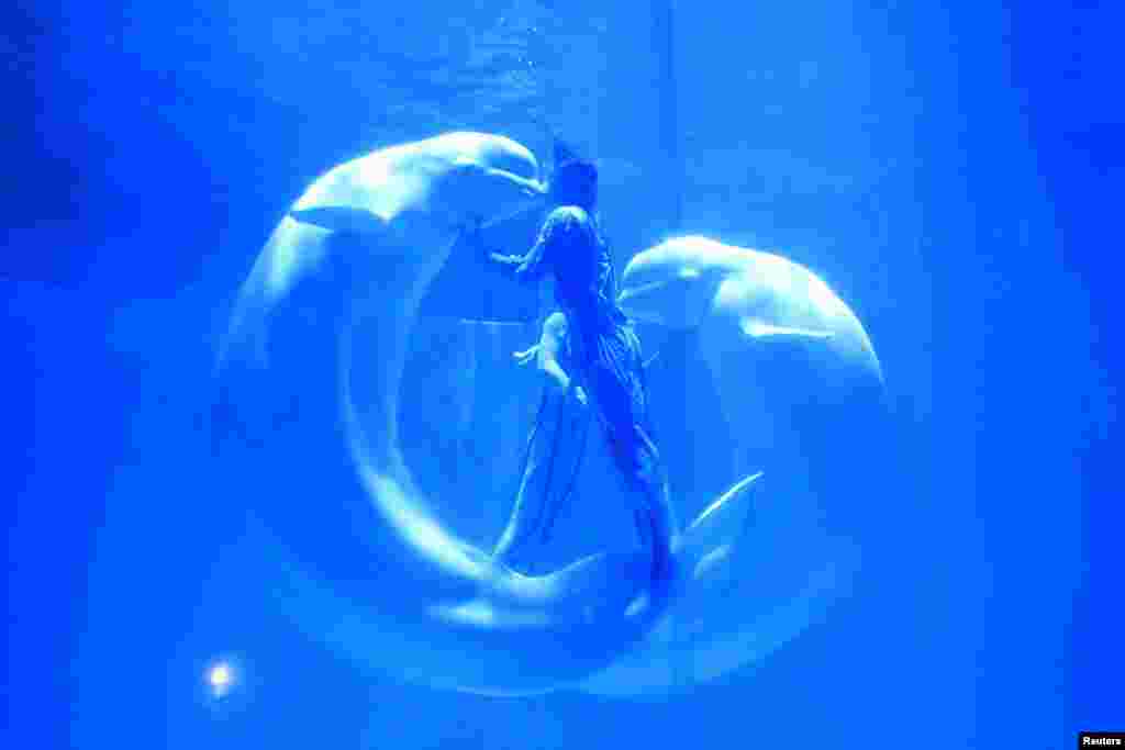 پس از نمایش، نهنگ ها مربی خود را می بوسند . چین