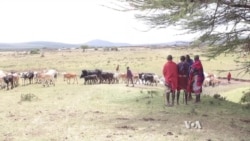 Masai Demand Tanzanian Government Reject Plans for Hunting Reserve