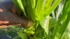 Falls worms destroying crops in Matabeleland North