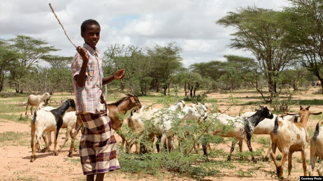 The people of northern Kenya have traditionally been pastoralists, since the land has long been considered too dry for farming, Nov. 28, 2014. (Hilary Heuler/VOA)