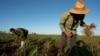 El agricultor Erwin Sánchez, de 52 años, recoge frijoles en un campo en Caimito, Cuba, el 18 de noviembre de 2024