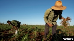 El agricultor Erwin Sánchez, de 52 años, recoge frijoles en un campo en Caimito, Cuba, el 18 de noviembre de 2024