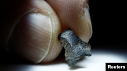 Australian archaeologist Peter Hiscock holds the tiny fragment of what he believes to be part of the oldest axe in the world at a laboratory in Sydney, May 24, 2016, giving scientists unique insight into the innovation and adaptation to their environment 