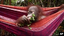 As featured in the IMAX® film Born to be Wild 3D, an infant orangutan takes a moment to enjoy the finer things in life. Photo copyright ©2011 Warner Bros. Entertainment Inc.