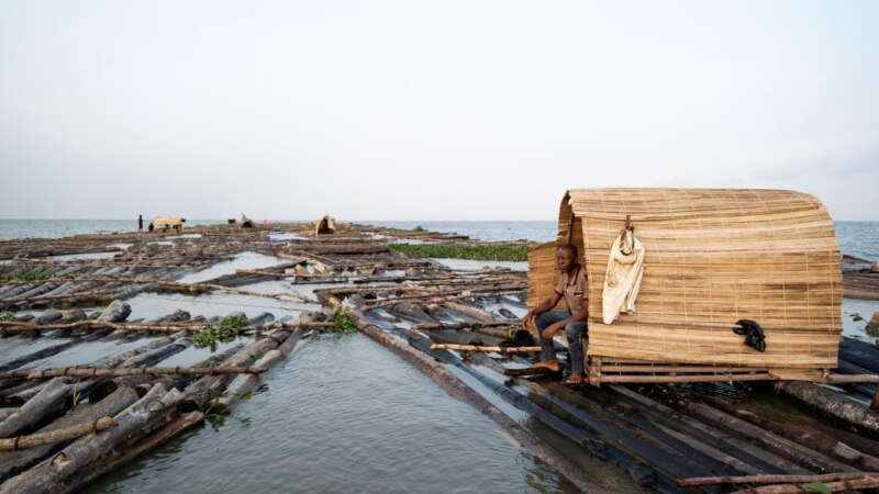In Nigeria’s Disappearing Forests, Loggers Outnumber Trees