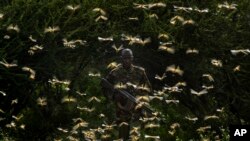 Ranger Gabriel Lesoipa is surrounded by desert locusts as he and a ground team relay the coordinates of the swarm to a plane spraying pesticides, in Nasuulu Conservancy, northern Kenya, Feb. 1, 2020.