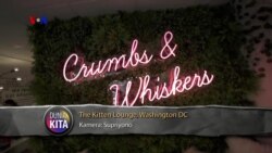 VOA Dunia Kita: Bermain di Kitten Lounge, Washington, D.C (1)