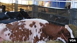 Un ternero de 200 kilos puede salir unos $ 350 dólares y una vaca preñada unos $ 430 dólares.